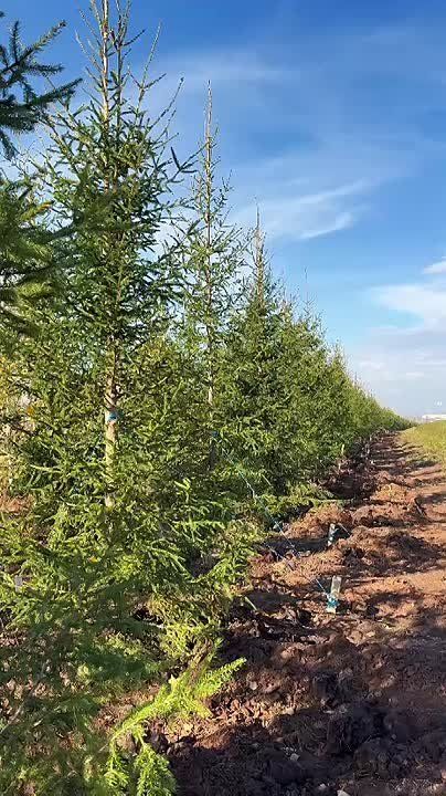 В рамках муниципального проекта «Зелёный свет» рядом с городским кладбищем высадили 350 елей