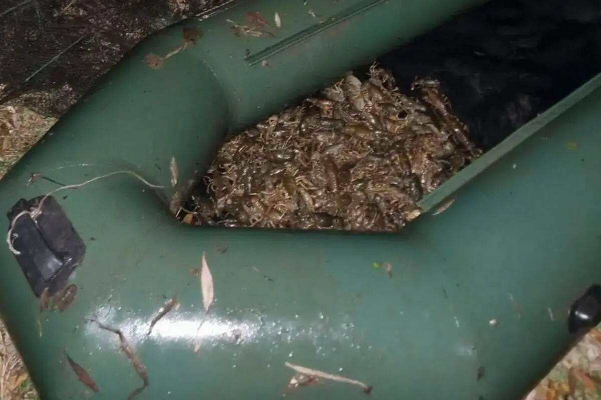 В Нурлатском районе поймали браконьеров с 207 раками