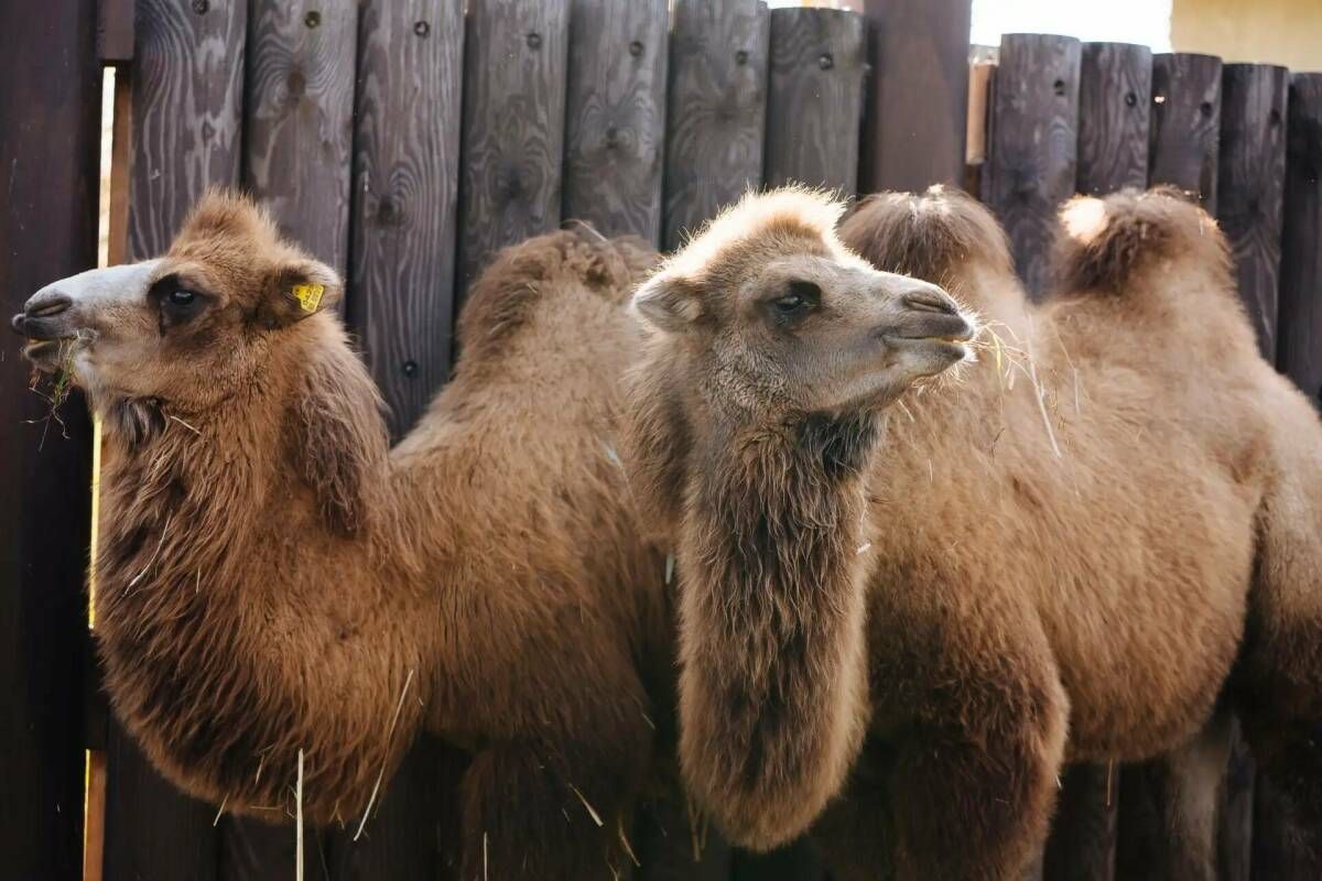 В Казанский зооботсад прибыли два верблюда, подаренных главой Калмыкии