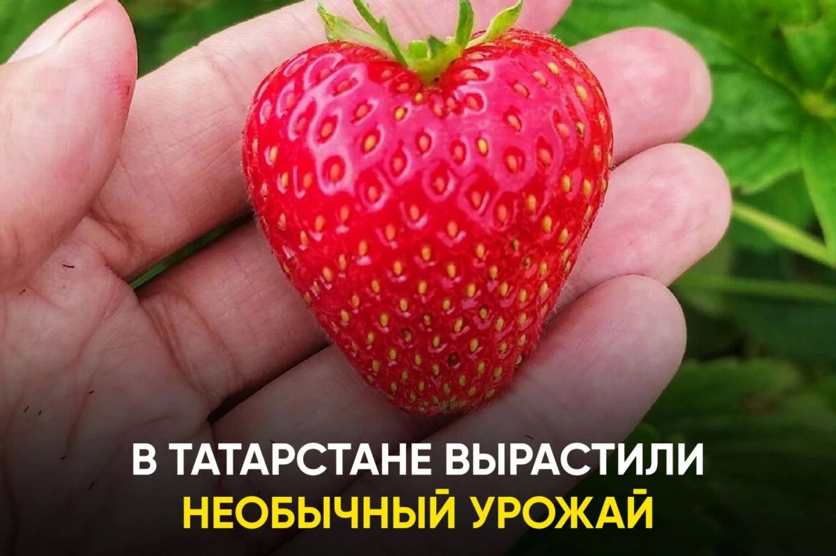 В республике проходит конкурс «А у нас на грядке…»