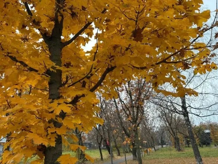 Бабье лето подходит к концу — следующая неделя начнется с холодов