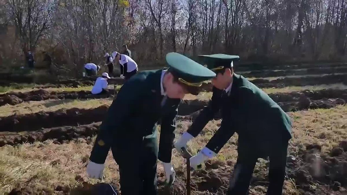 5 тысяч саженцев сосны и дуба высадили в Арском районе на берегах Казанки
