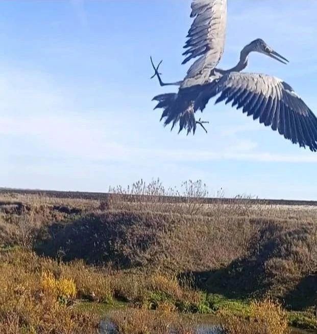 В Татарстане мужчина спас краснокнижную цаплю В Татарстане мужчина спас краснокнижную цаплю