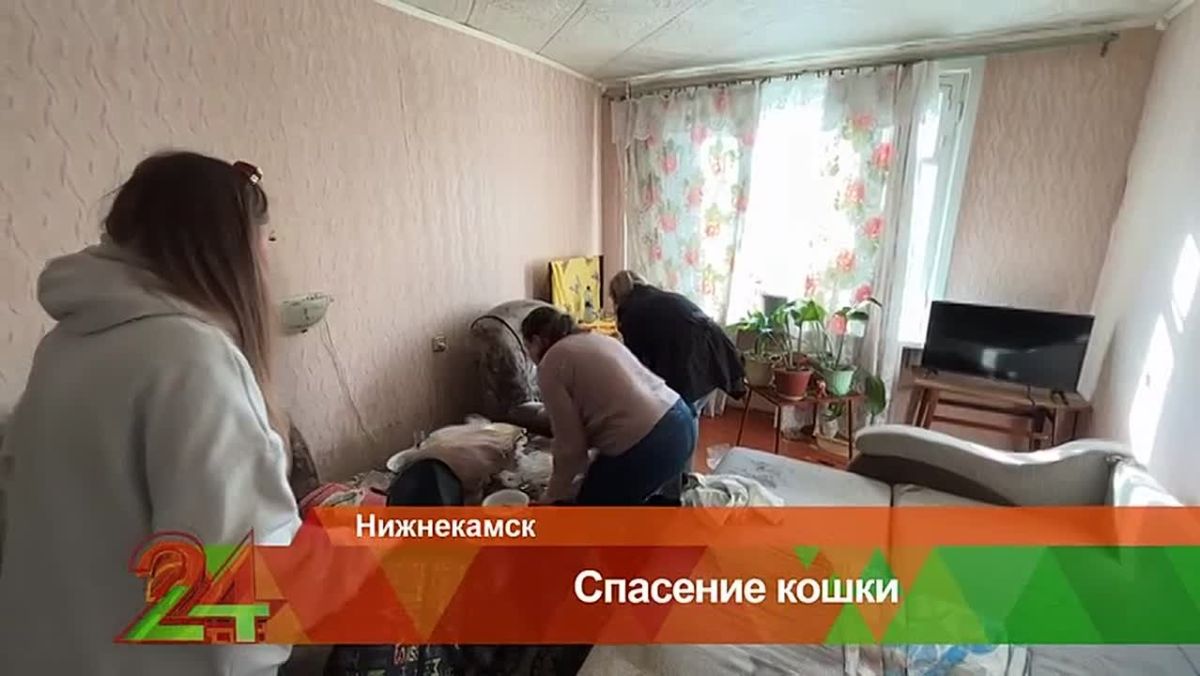 Больше месяца в одиночестве: в Нижнекамске спасли кошку из квартиры умершего хозяина