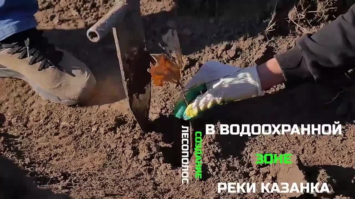 Давайте вместе вспомним, как прошла посадка саженцев дуба и сосны в Арском районе!