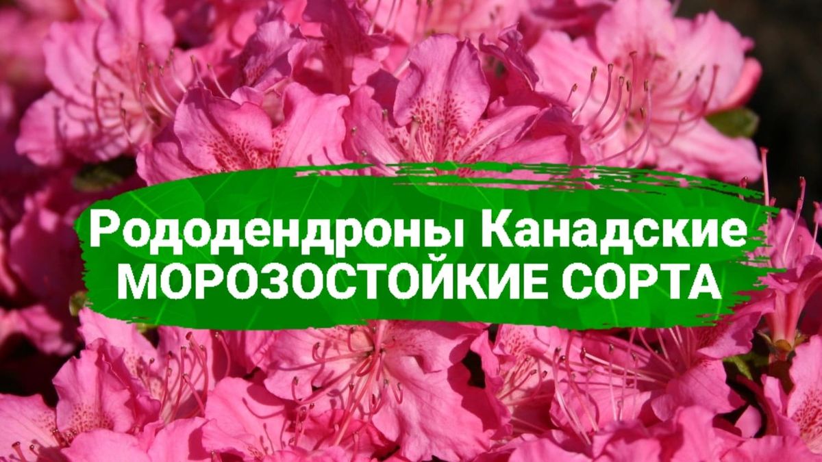 Секреты выращивания морозостойких канадских рододендронов