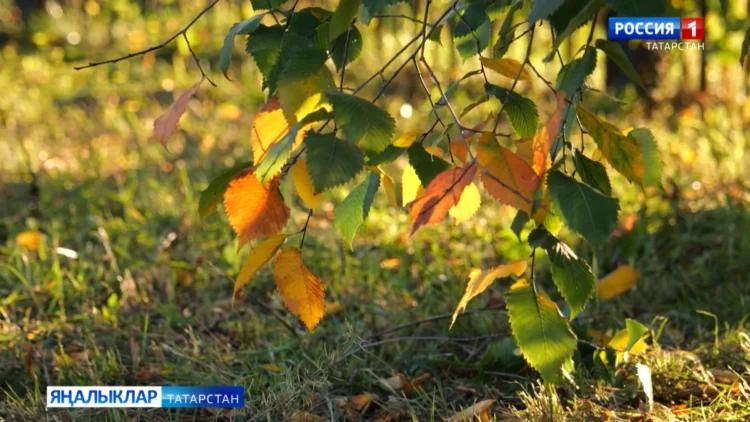 В Татарстане 26 октября потеплеет до +14 градусов