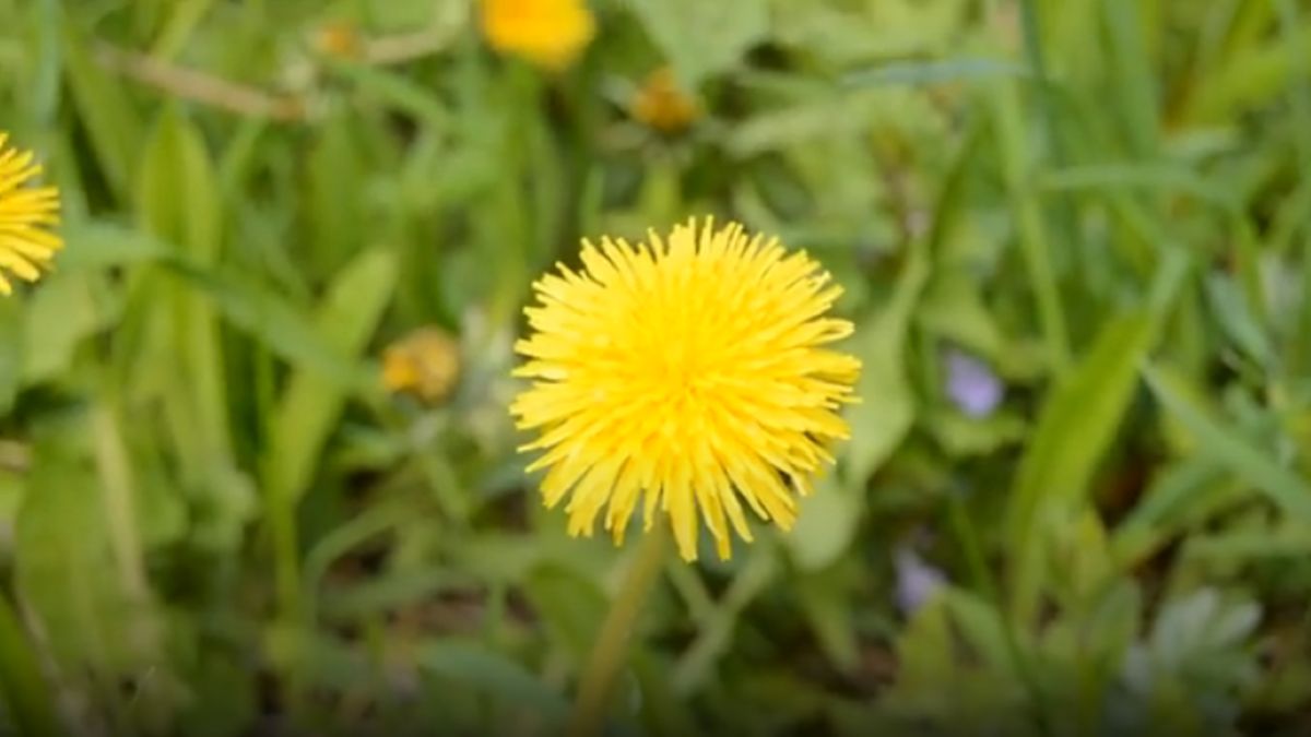 Одуванчики на участке: как сдержать сорняк и не испортить почву