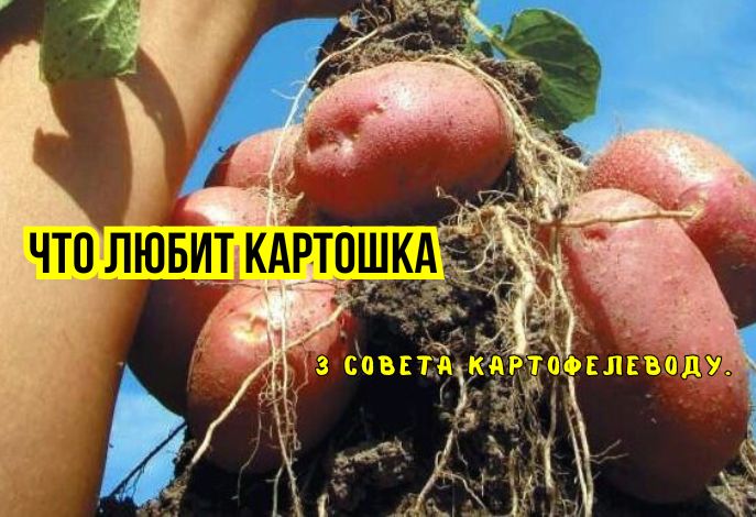 Тайны успешного урожая картофеля: как вырастить крупные клубни и получить богатый урожай