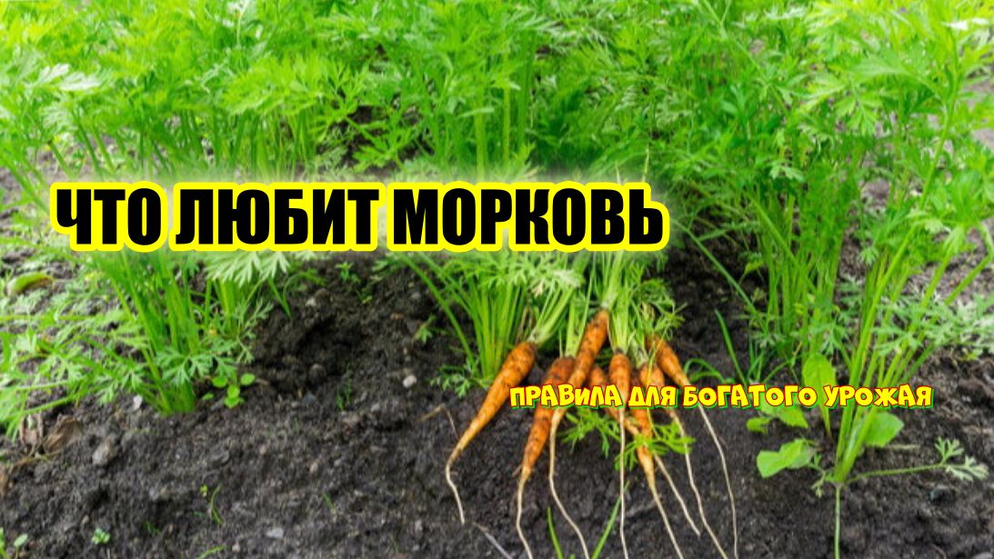 Как добиться идеального урожая моркови: советы по созданию оптимальных условий