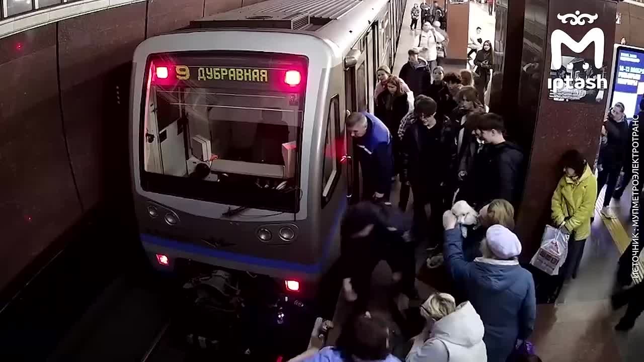 Пудель провалился в зазор между вагоном метро и платформой на "Проспекте Победы"
