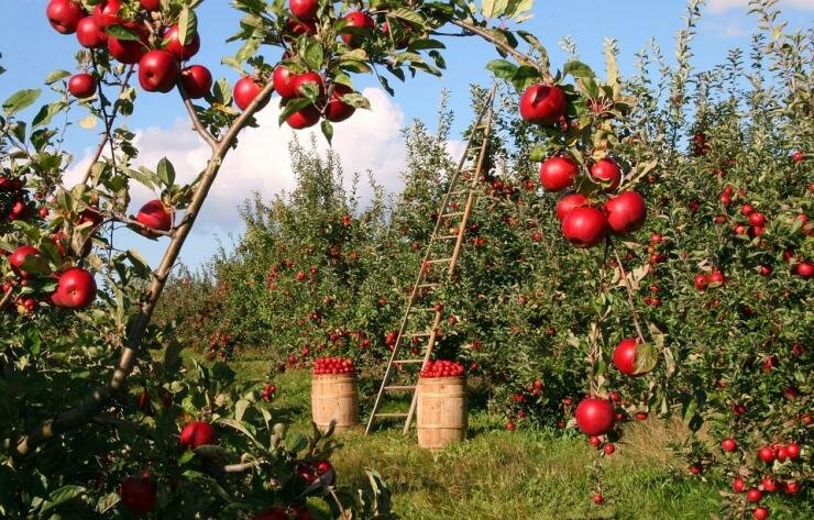 Низкорослые яблони для вашего сада: лучшие сорта для идеального урожая