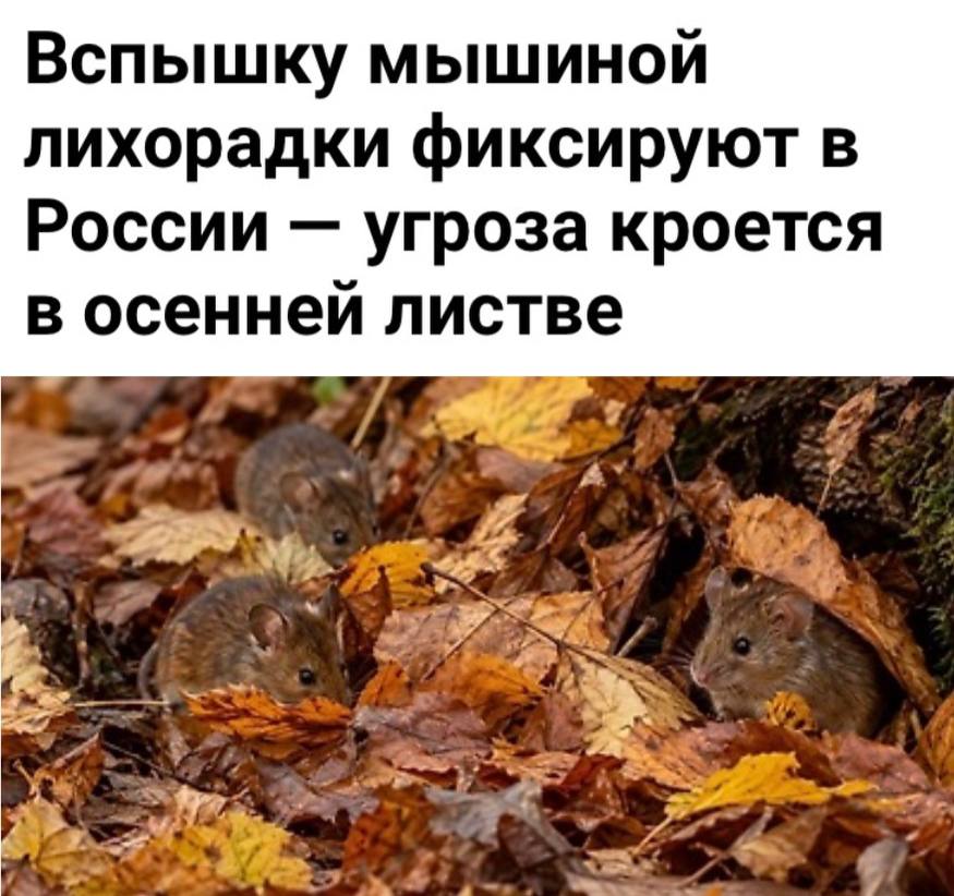 «Вспышку мышиной лихорадки фиксируют в России - угроза кроется в осенней листве»: Выявлено более 1,5 тыс случаев заражения
