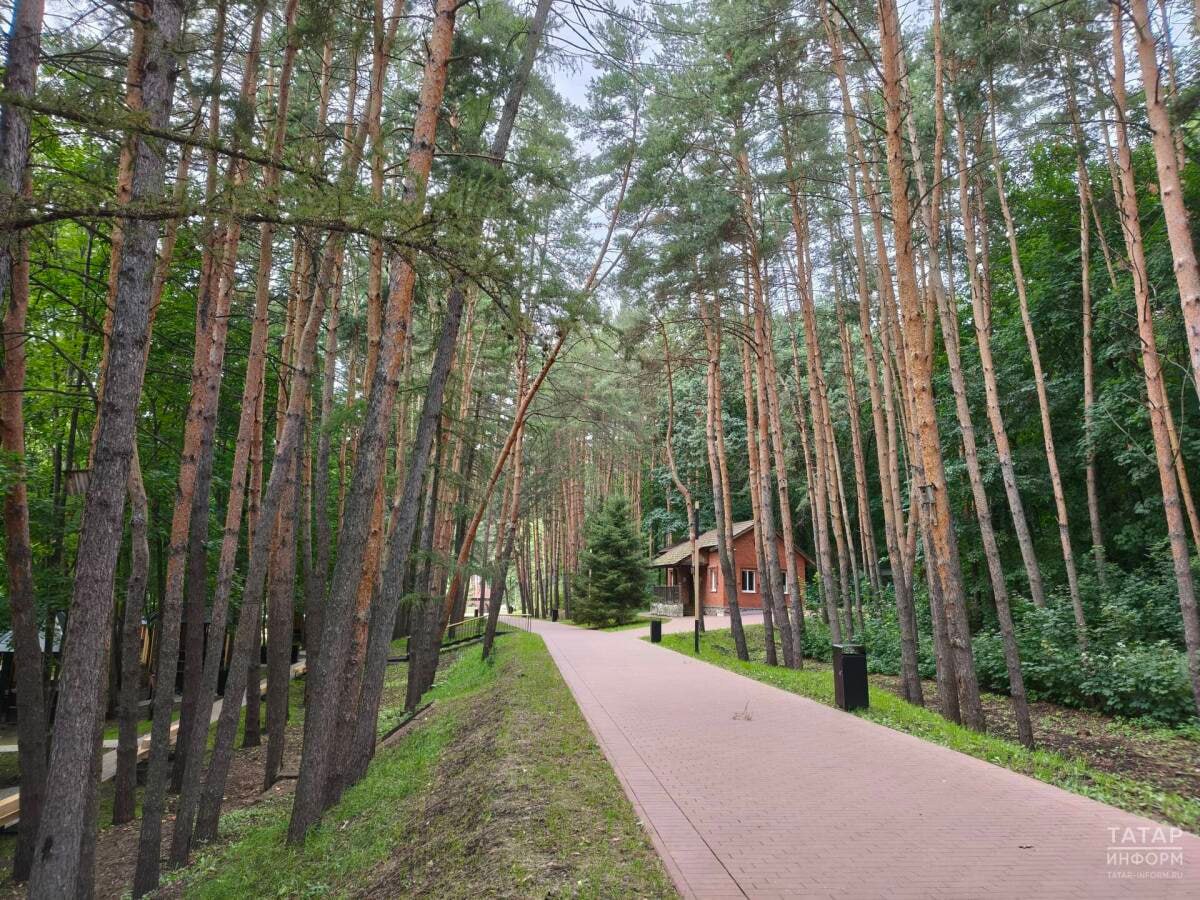 Казань создает структуру для управления лесами